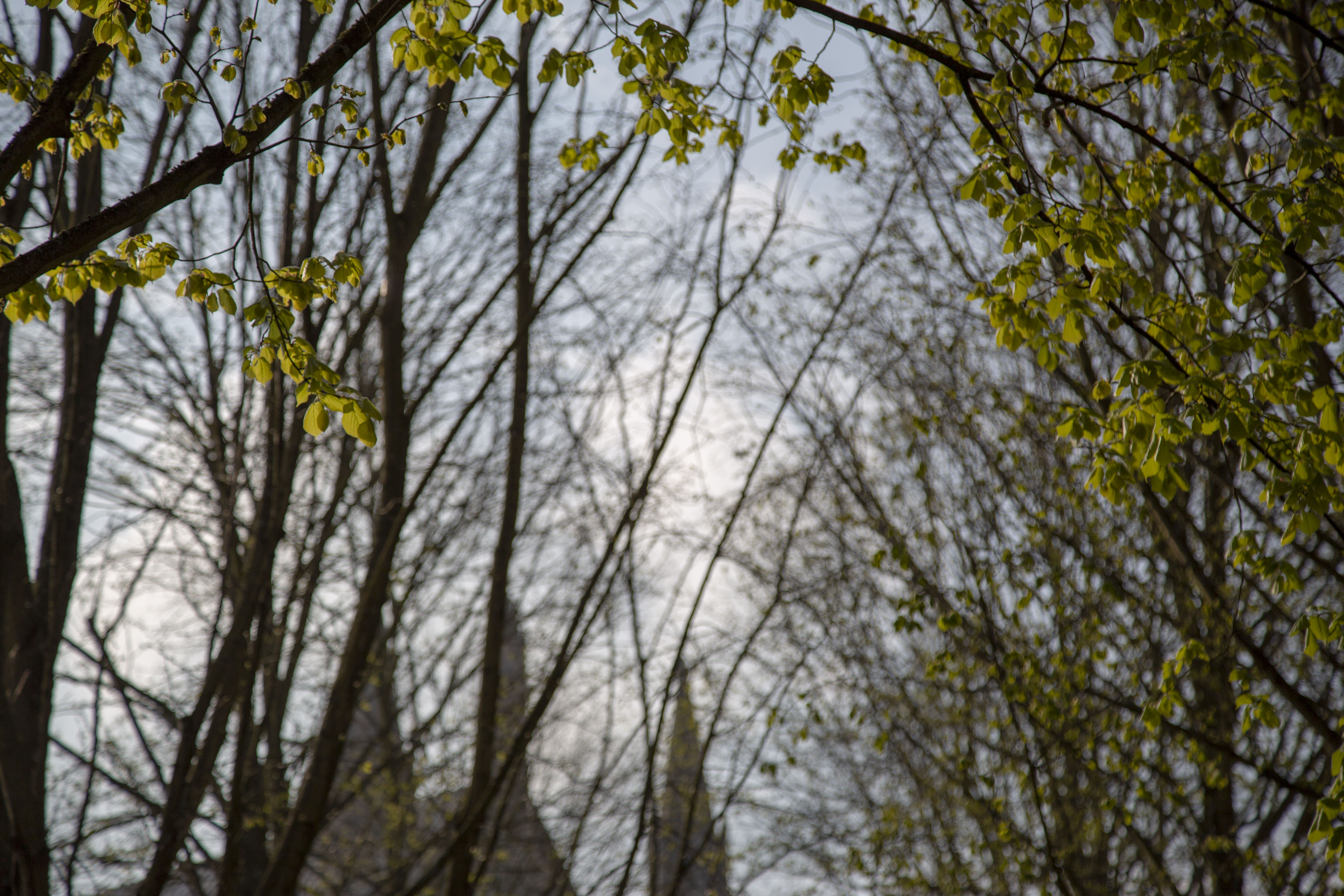 Focus on the green blooms of the trees lining the path to WInchester Cathedral