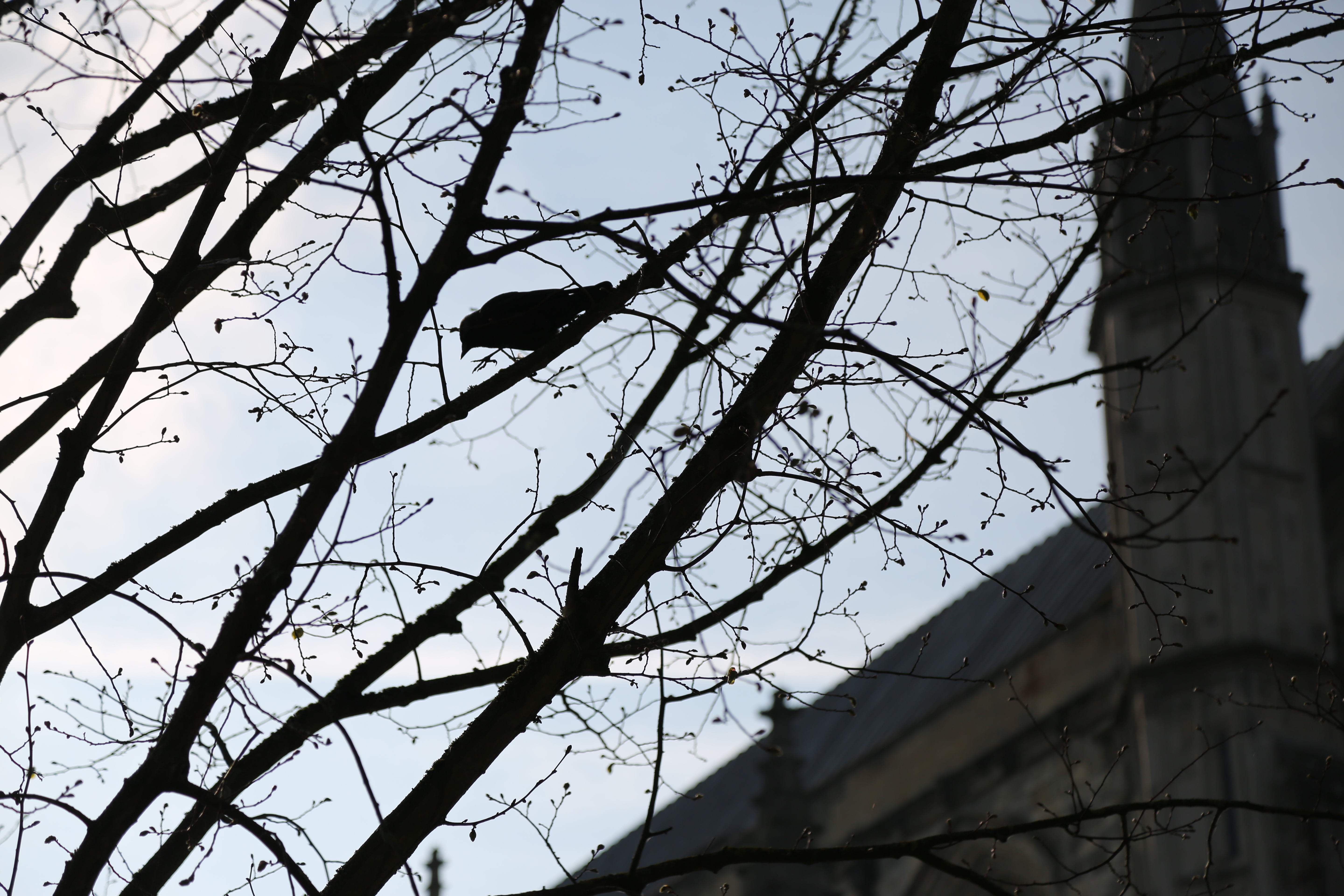 Silhouette of a blooming tree with a bird, with Winchester Cathedral in the background