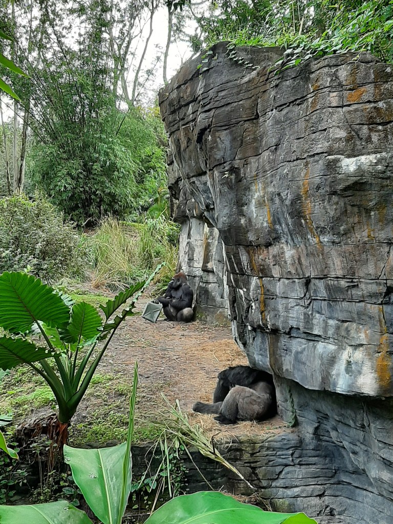 Two Gorillas against a stone and green flora habitat