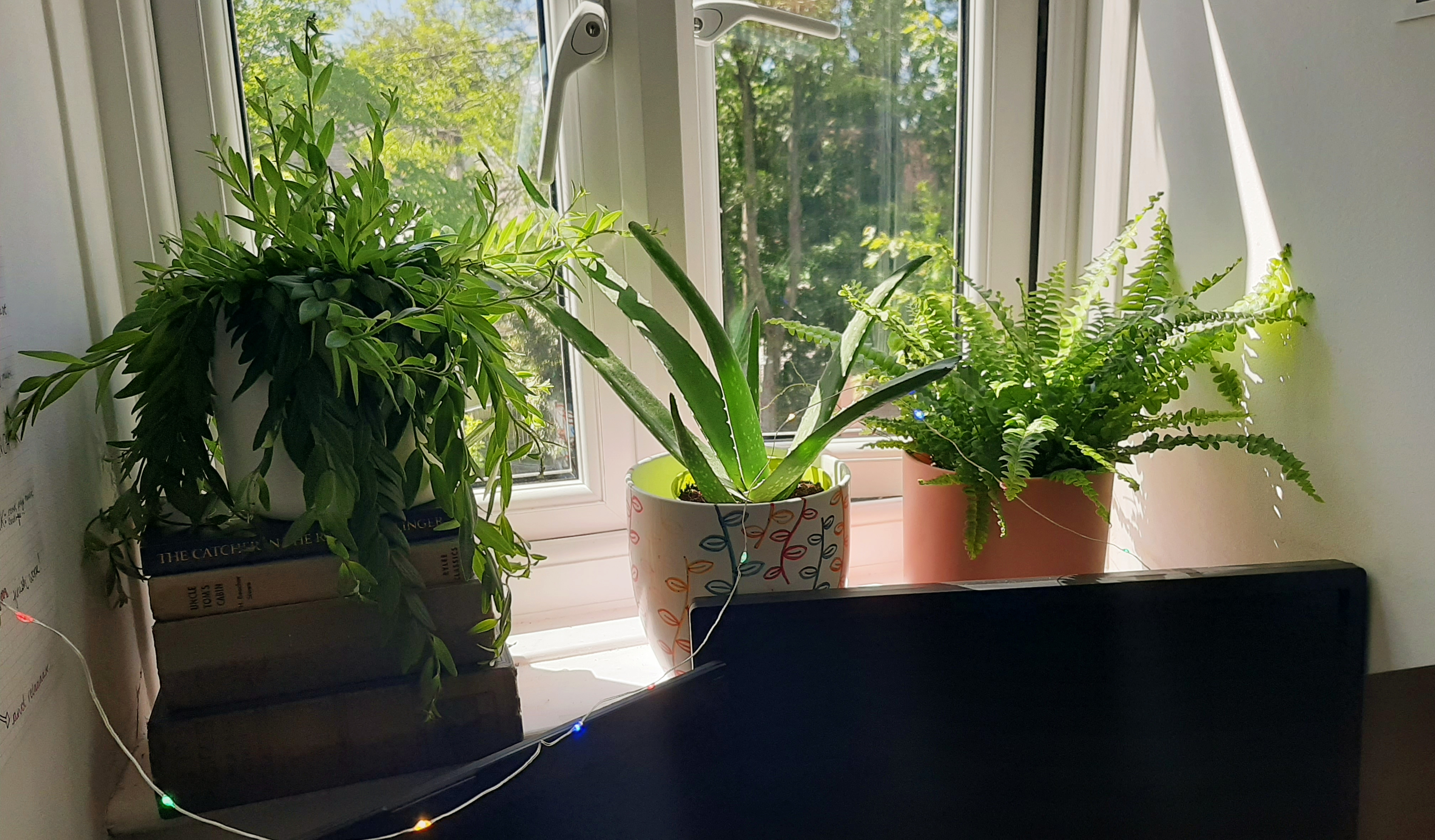 Houseplants to make a rented house a home