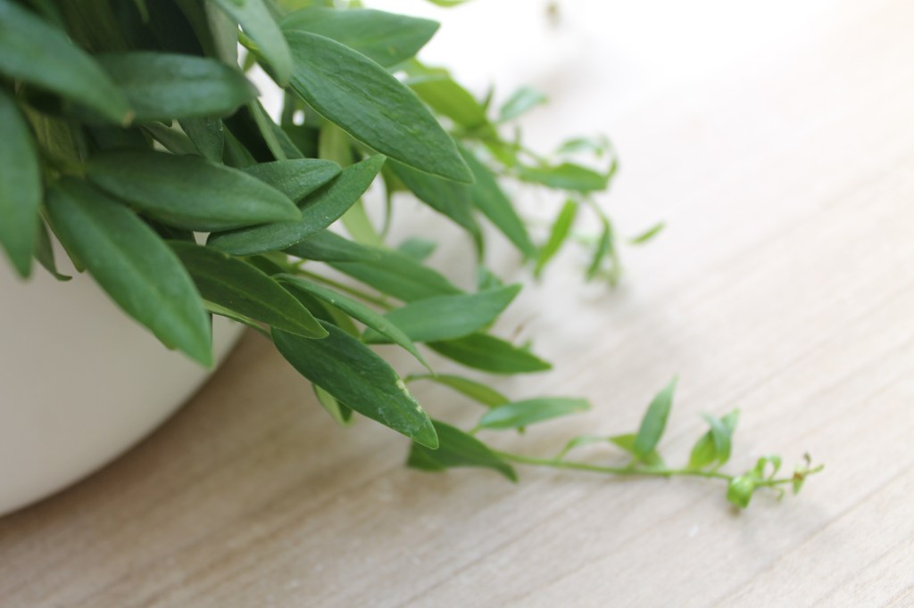 Trailing leaves of a Lipstick Plant