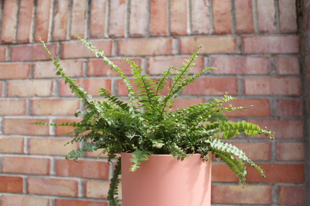 Boston Fern plant in a terracotta coloured pot, against a red brick wall