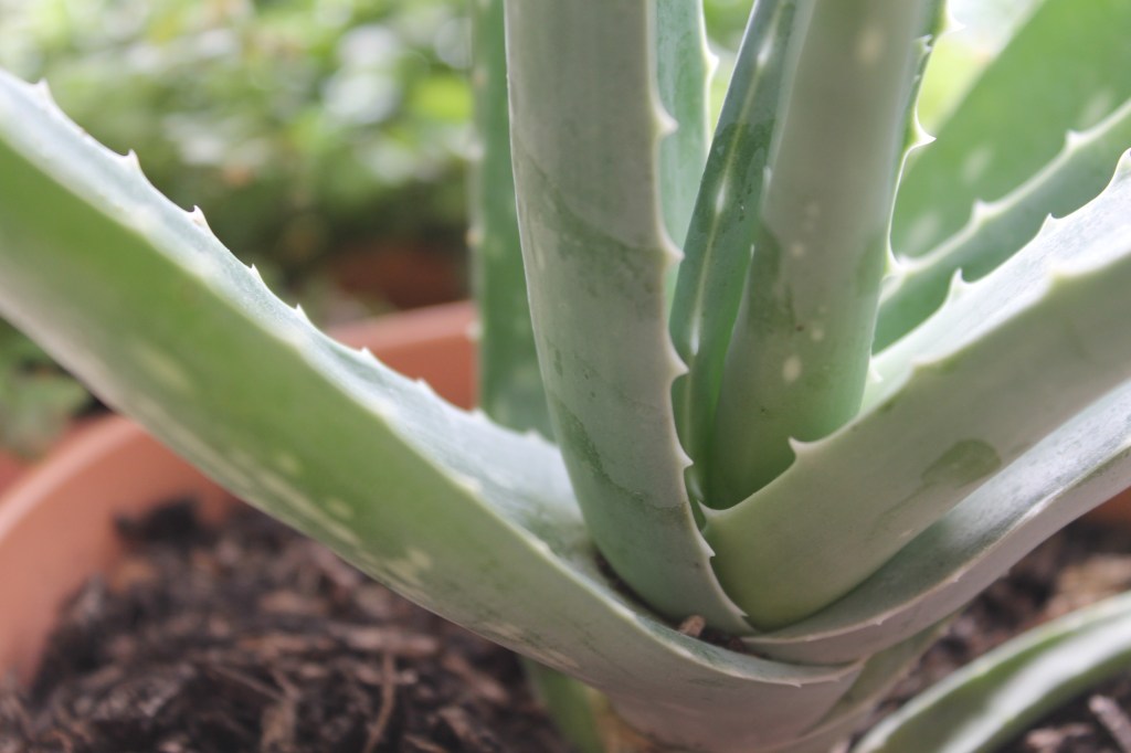 Close up of the fronds of my Aloe Vera plant