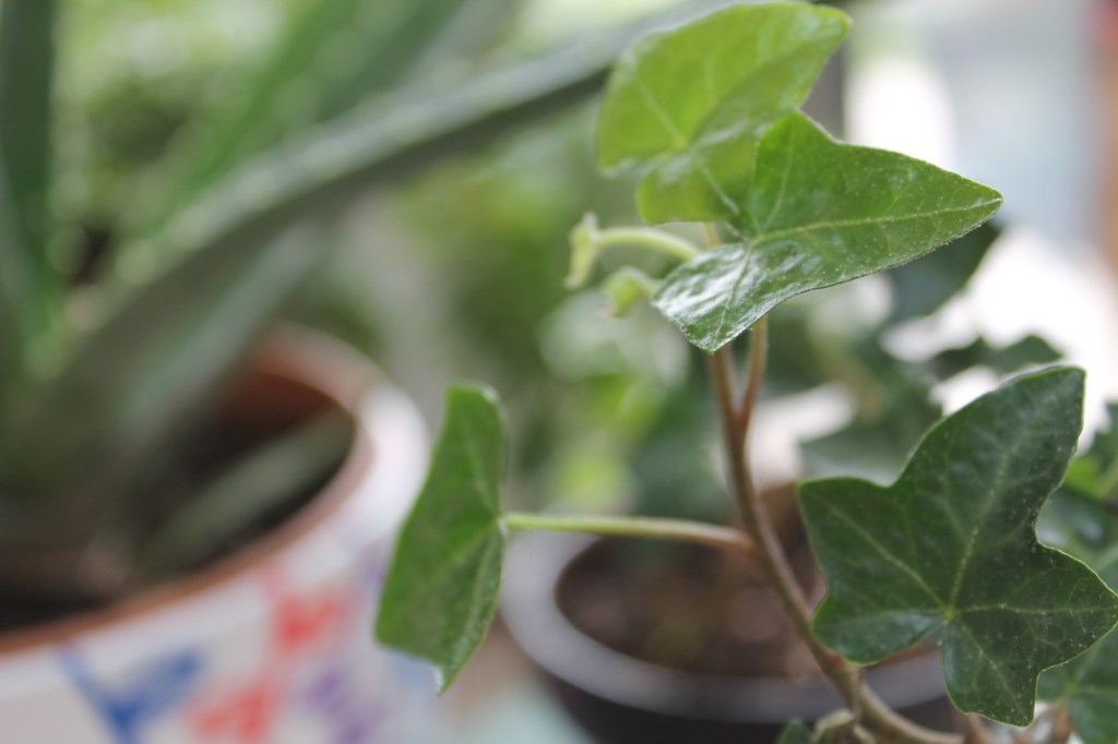 Close up of a bright green English Ivy leaf