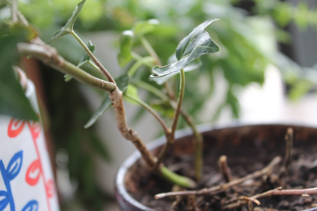 Close up of English Ivy leaf