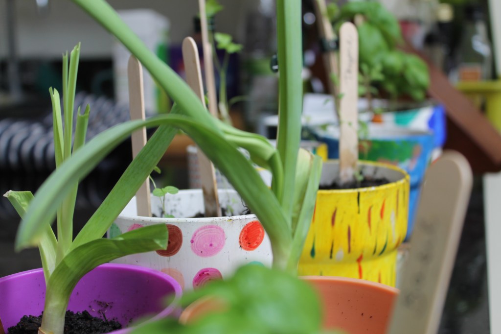Herbs and leeks growing on the kitchen counter top