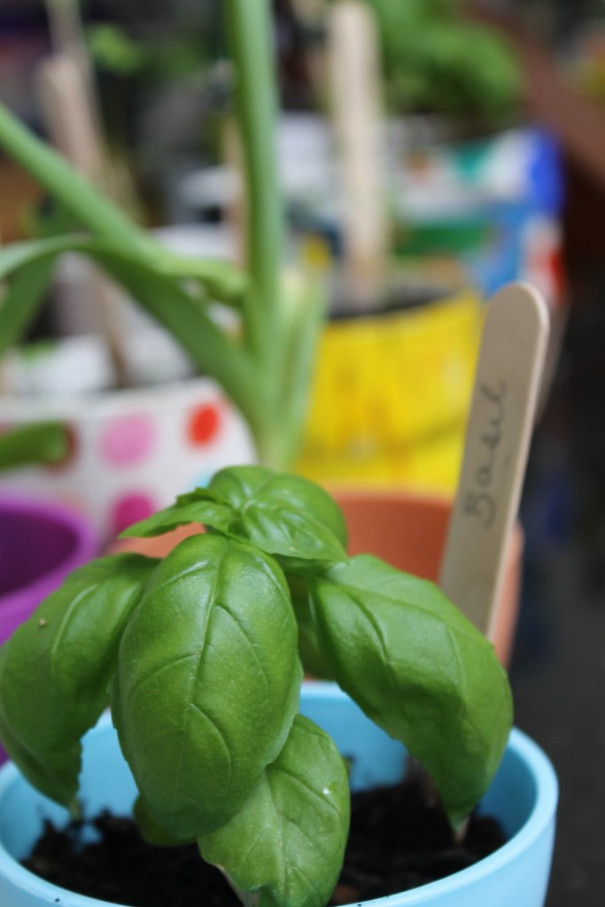 Basil and Herbs on my kitchen counter