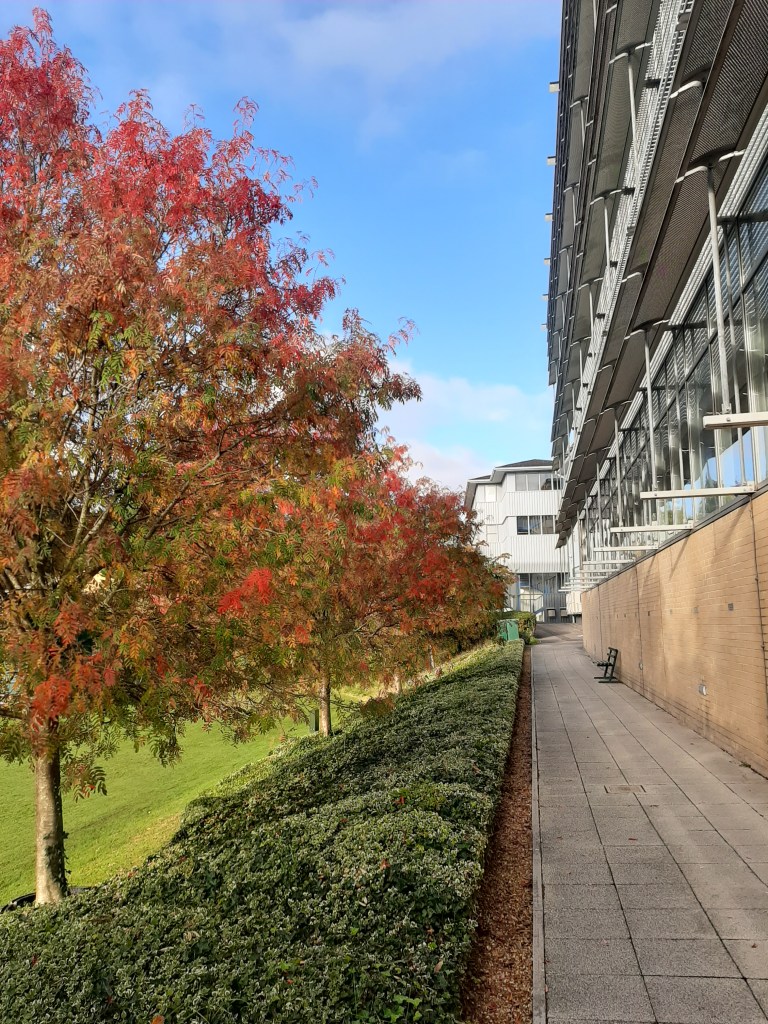 A line of trees with their leaves going from red to orange to green