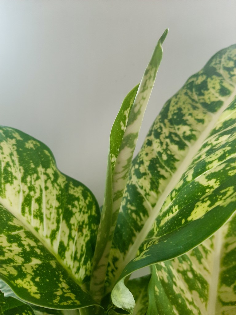 A green and white dieffenbachia plant with a leaf unfurling in the centre.