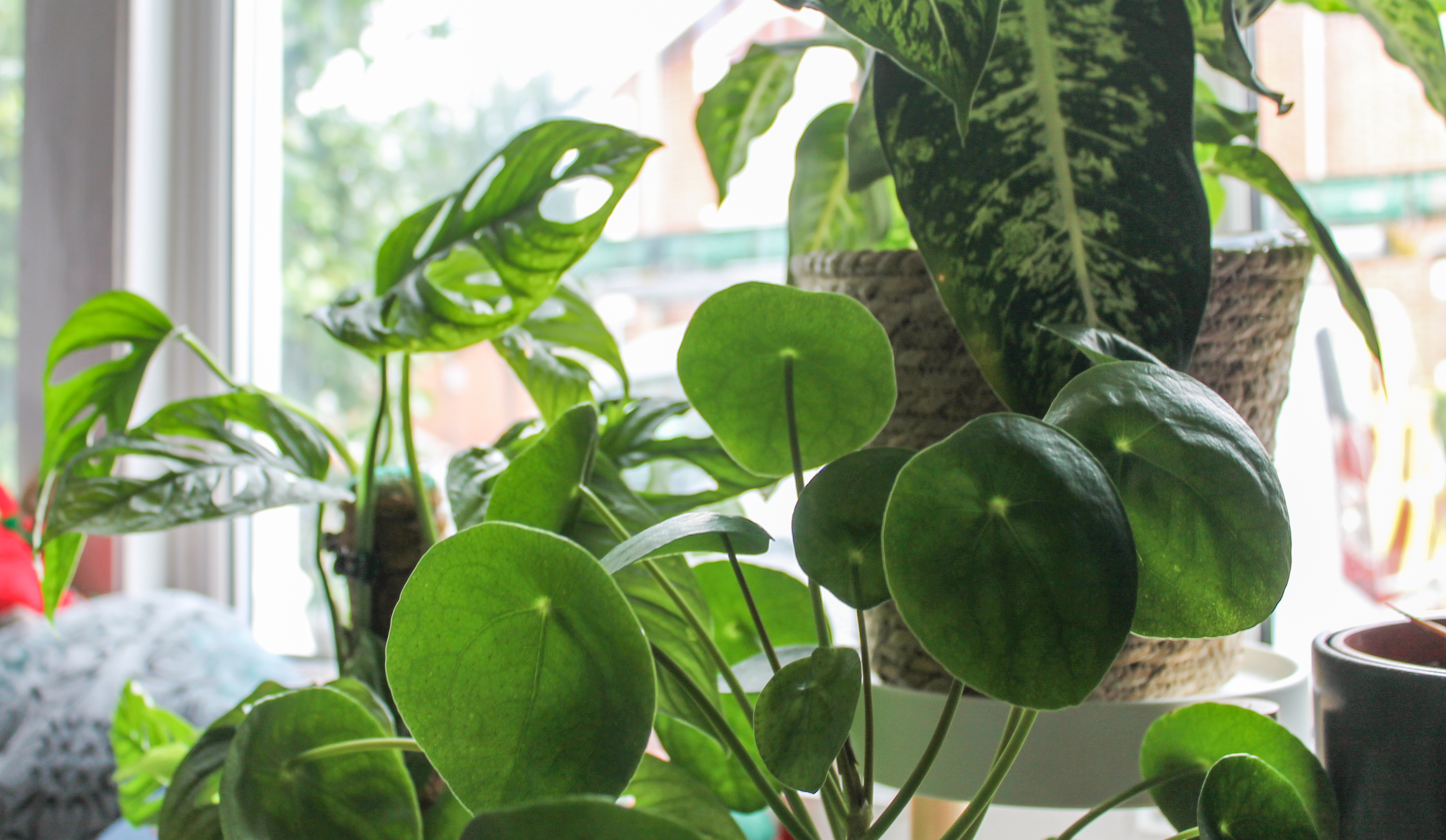 A collection of green houseplants and brown and white plant pots against a white window