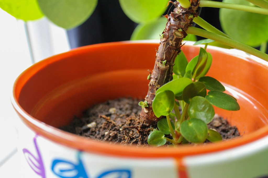 A group of green, round baby pilea plants at the bottom of a stem