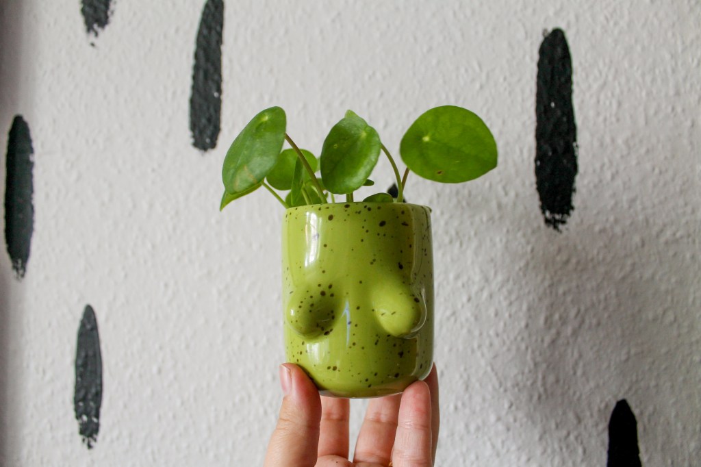 A small pilea plant in a green pot that has boobs on from. The background is a white and black mural.