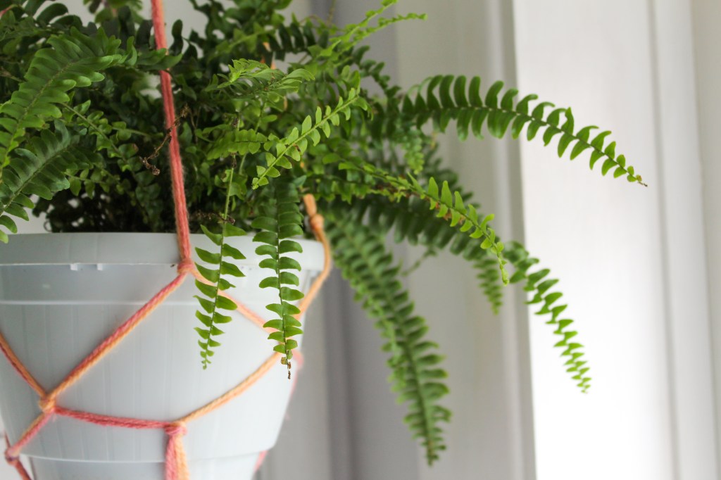 Green BOston Fern in a white pot, being held by a pink and orange macrame hanger.