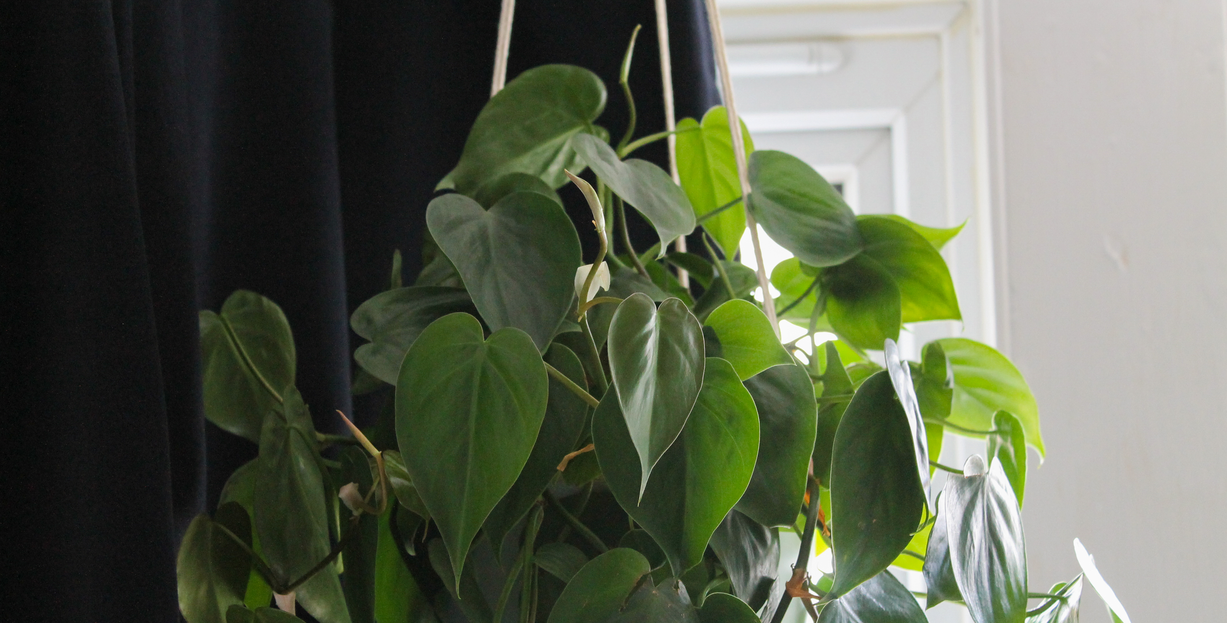 A green heart-leaf philodendron behind held by three strings. The background is half navy curtain, half white wall