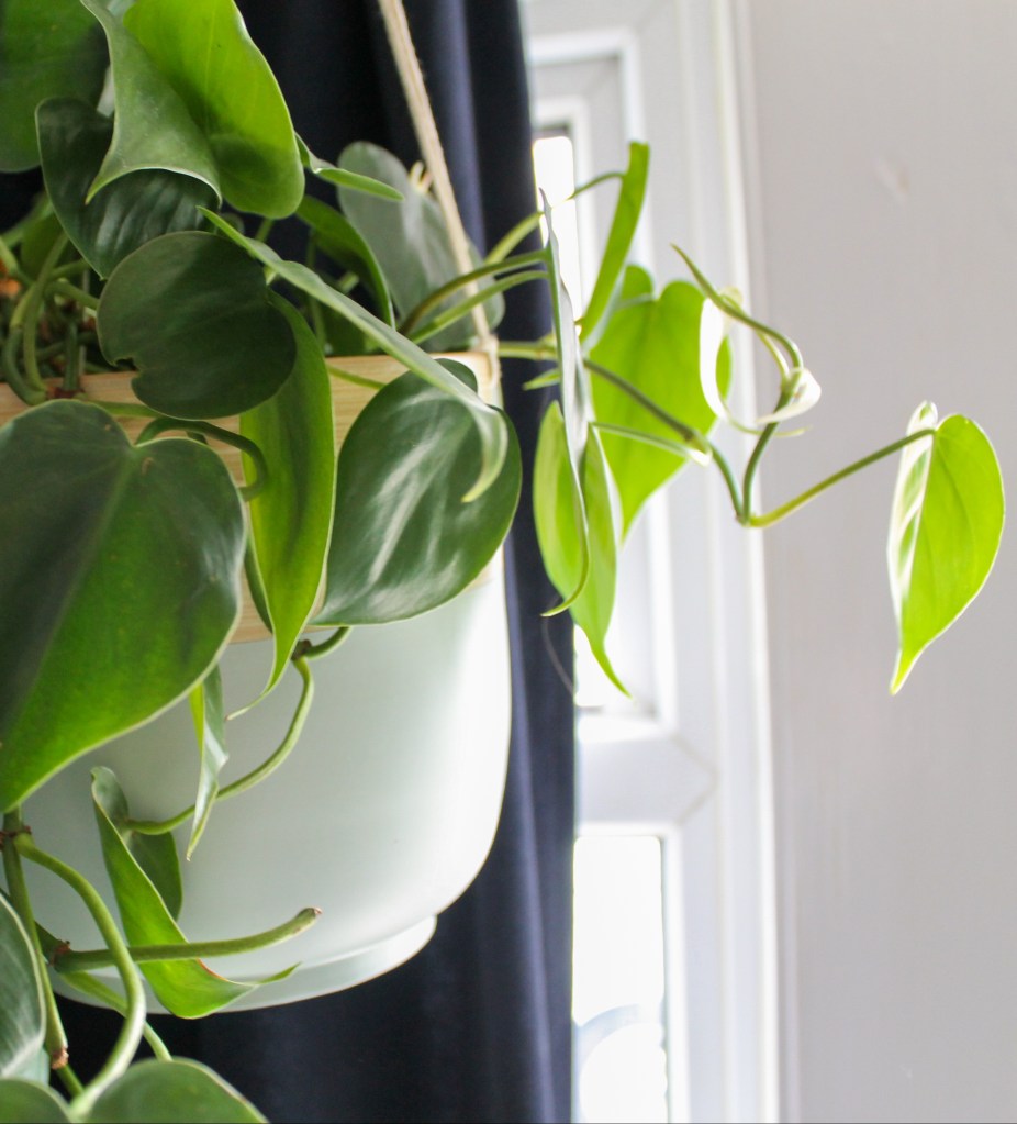 A green heart-leaf philodendron with tendrils reaching to the right. THe background is half navy curtain and half white wall