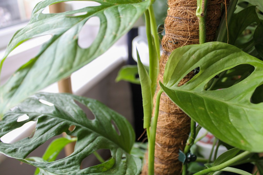 A light green monstera leaf unfurling amongst adult monstera leaves