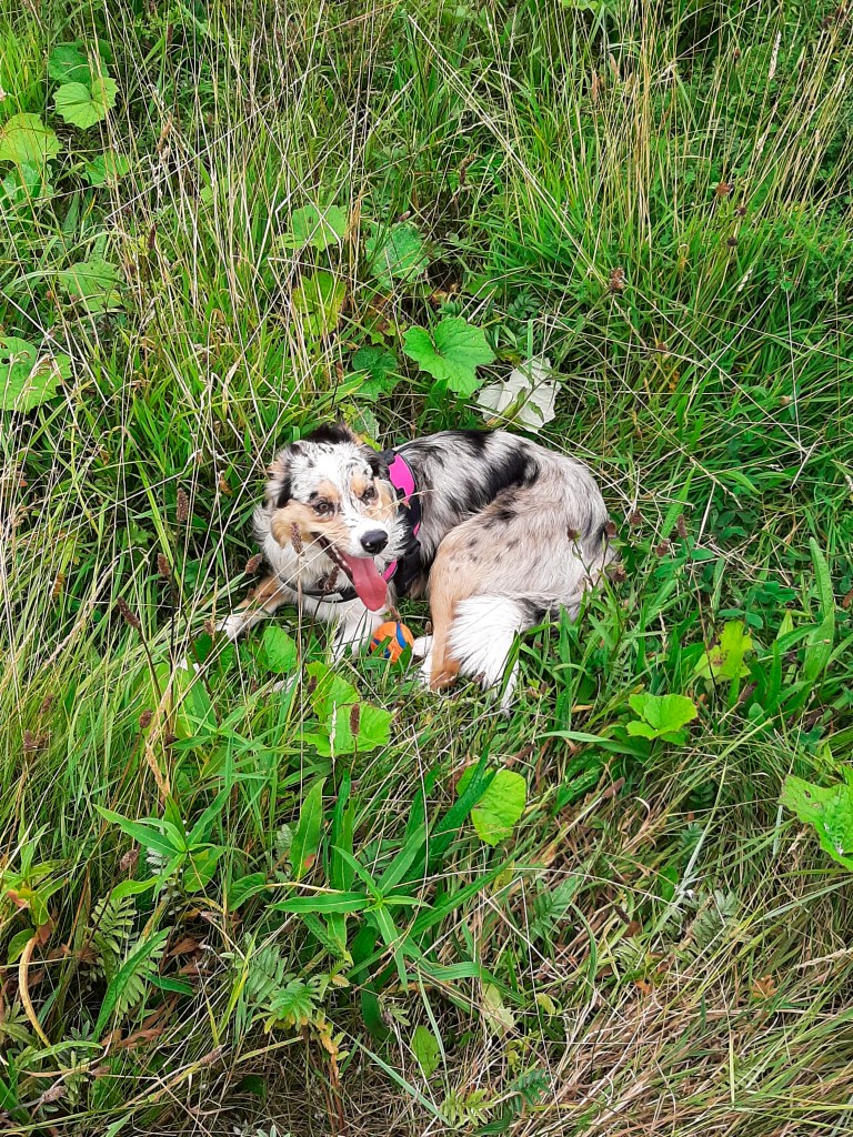 Breagh, a tre-merle border collie, is lying in green grass, with an orange ball