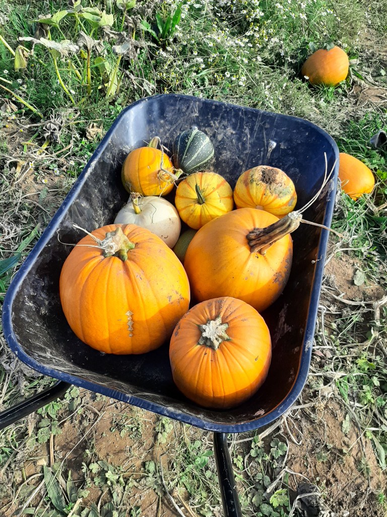 A black wheelbarrow against green grass. There is an assortment of pumpkins in the barrow - three large orange ones, three smaller yellow and orange ones, one small white one, and one small green one.