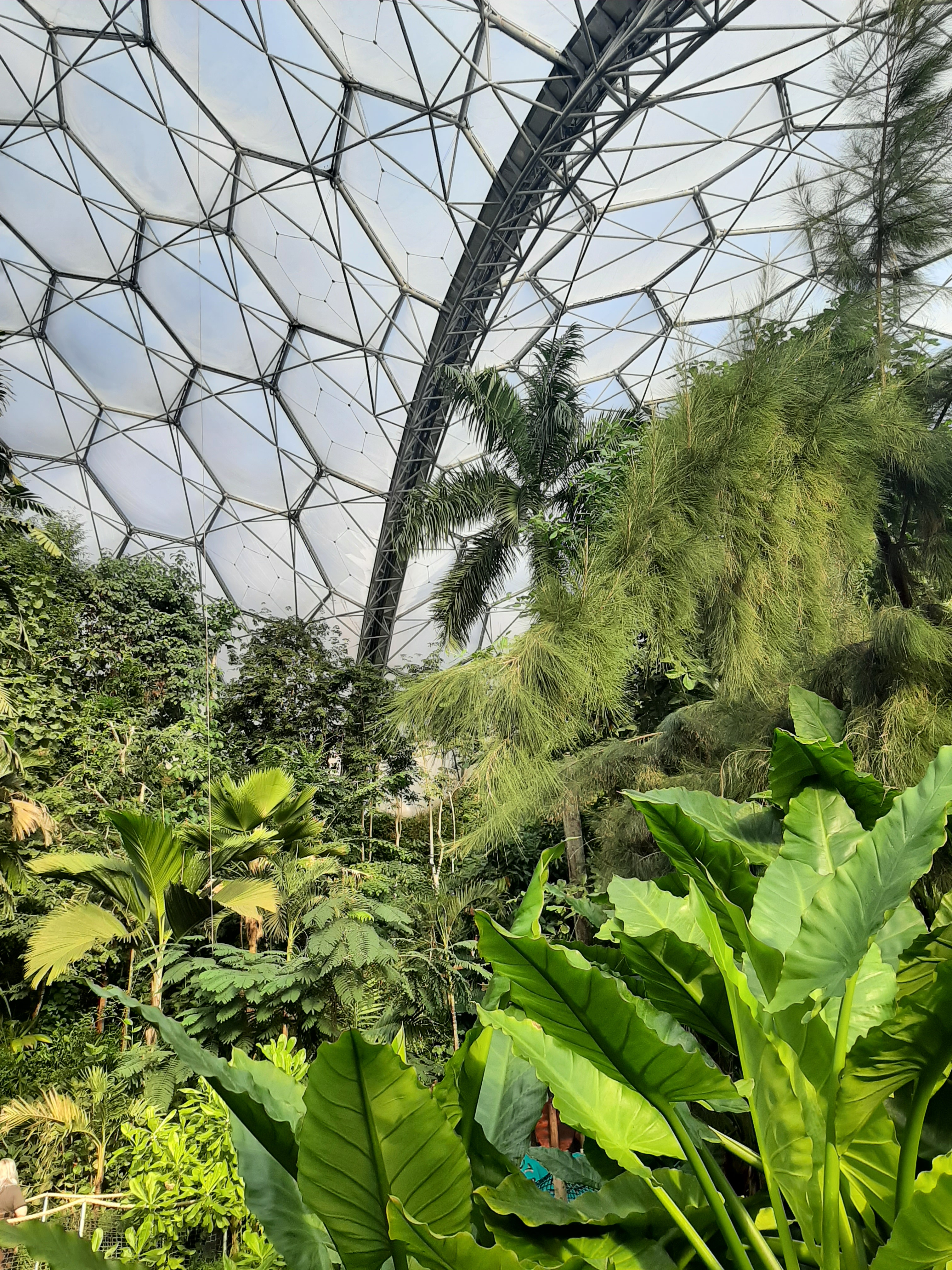 A view of the clear hexagonal tiles that make up the Eden Project's roof. Green tropical plants soar up into the roof.