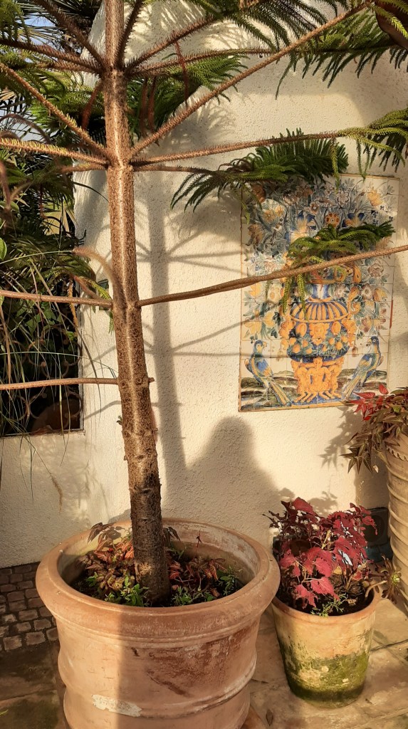 A tree grows out of an orange pot. Behind it is a yellow wall with colour tiles. Green leaves shoot off the tree.