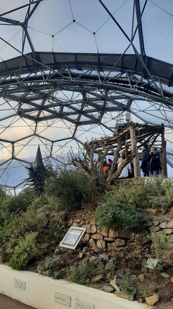 The clear hexagons of the Eden Project biome. The foreground is a hill of plants and greenery which leads to a wooden structure .