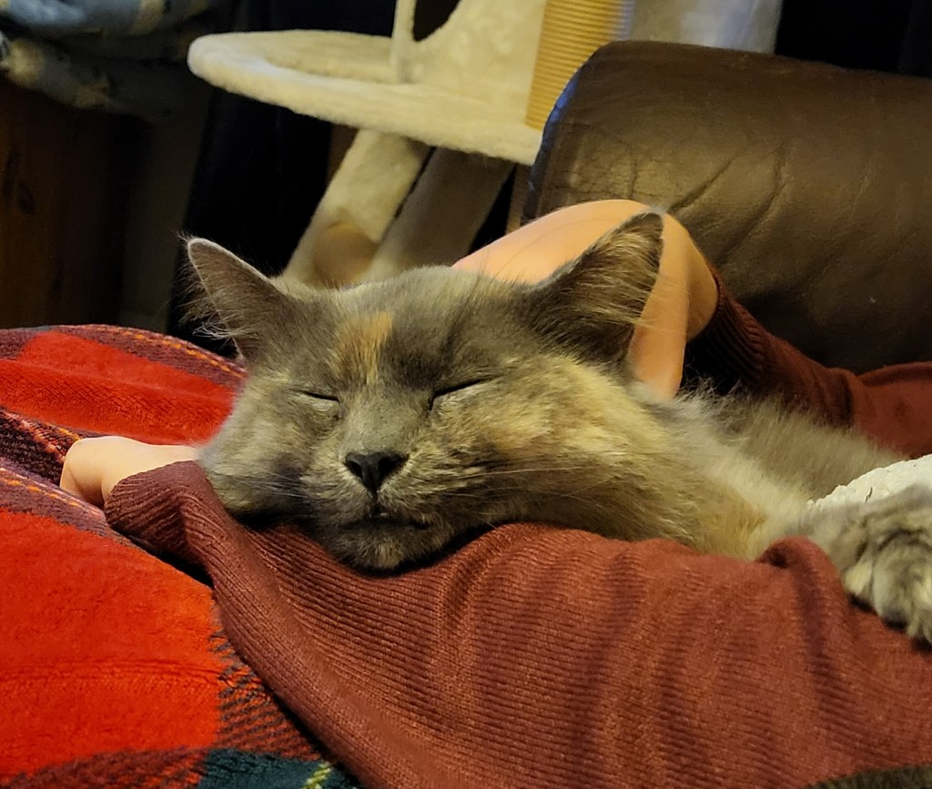 Becoming a Cat Mum | Adopt, Don’t Shop | Rosie&nbsp;Abigail