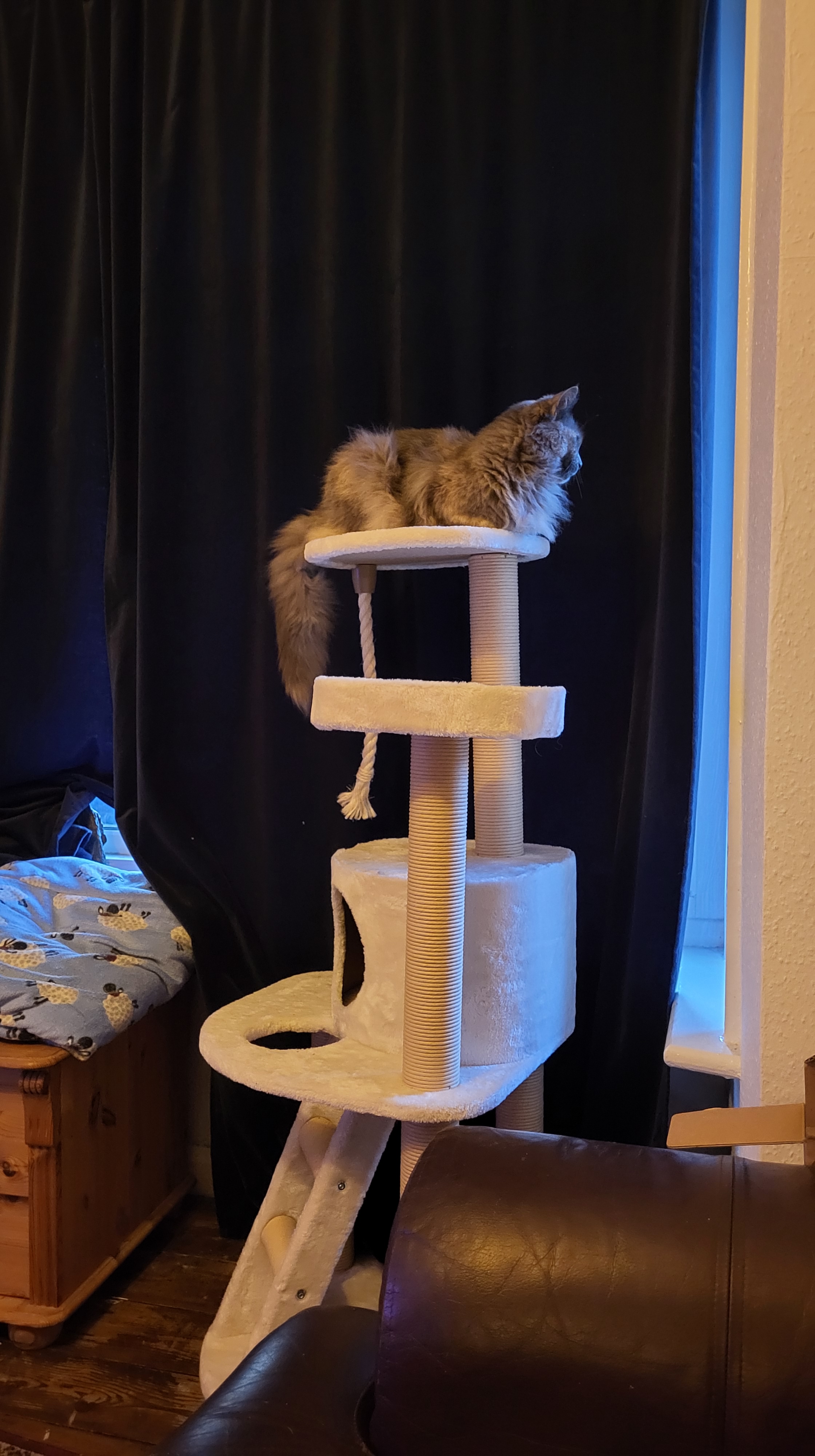 Pearl on top of her cat tree