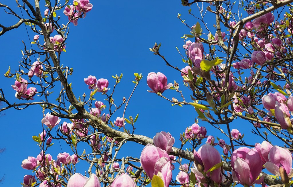 April Favourites 2022 | New Forest Walks, DIY Wedding Prep, and&nbsp;More…