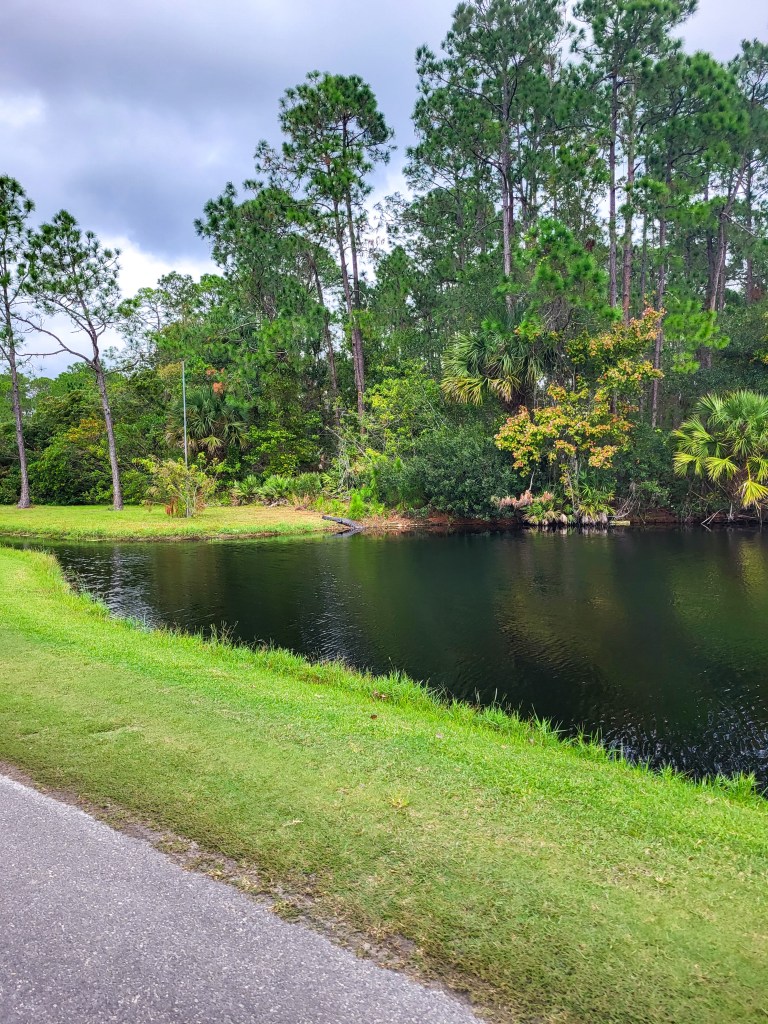 A dark green lake surrounded by green grass and large green trees. There is an alligator lying on the grass towards the back. 