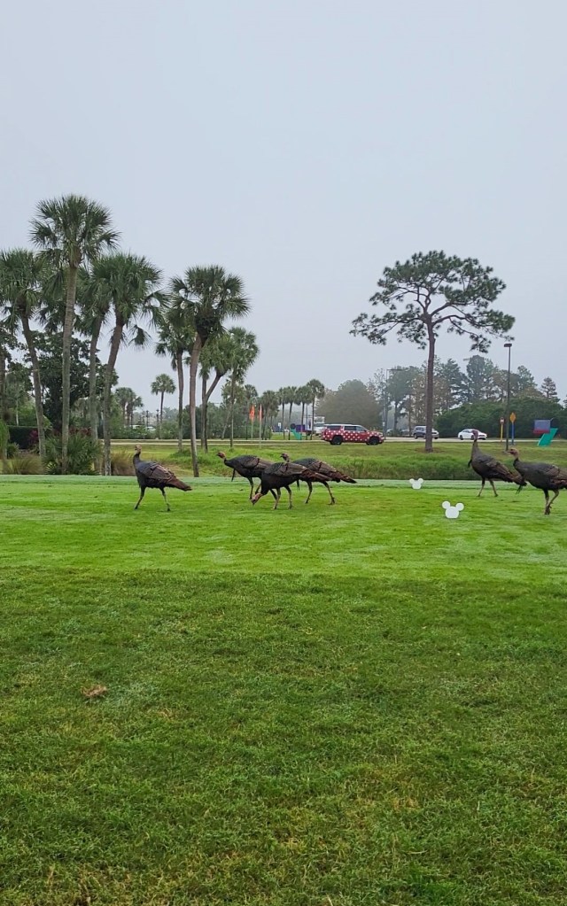 Five wild turkeys stood on green grass. There are palm trees in the background. 