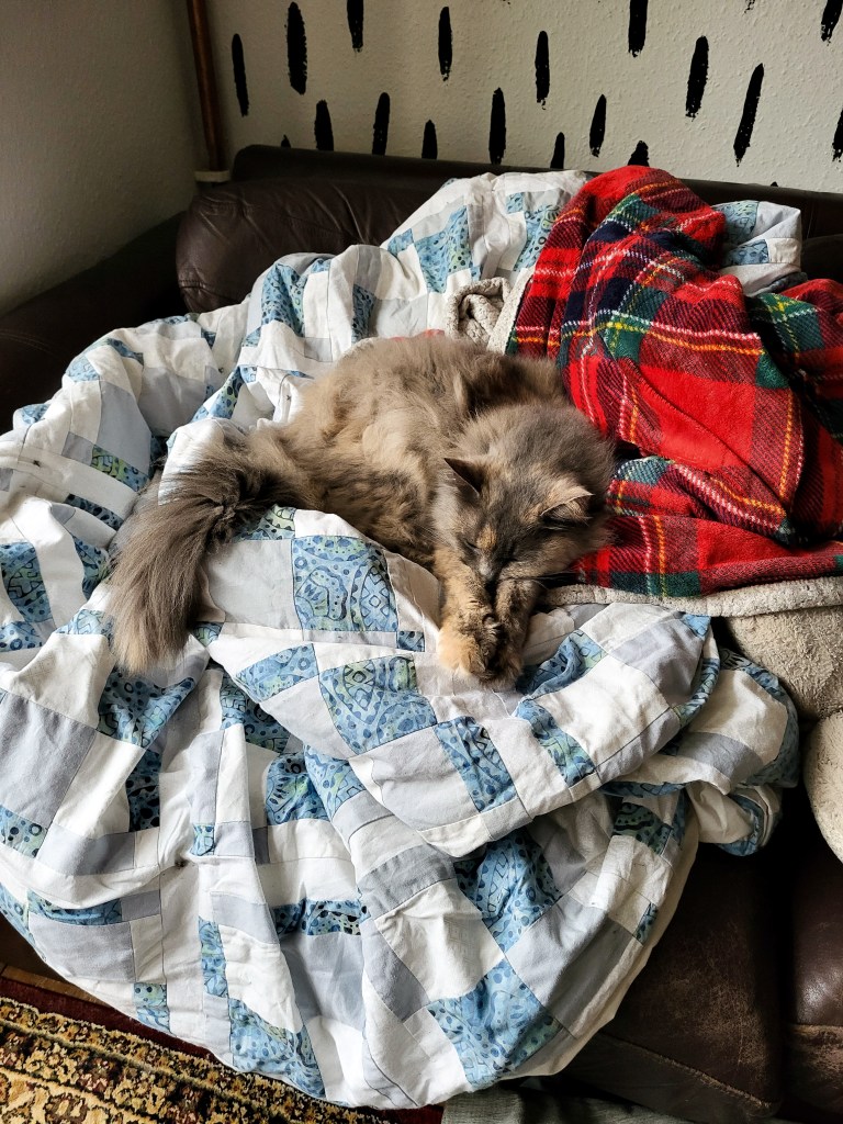 A cream and grey fluffy cat sat on blankets - Pearl the rescue cat. Her fluffy tail is sprawled on the left of the image, and she has her face nestled into crossed paws on the right of the image. Most of the blanket is white with blue squares, but a red tartan blanket rests by her head. 