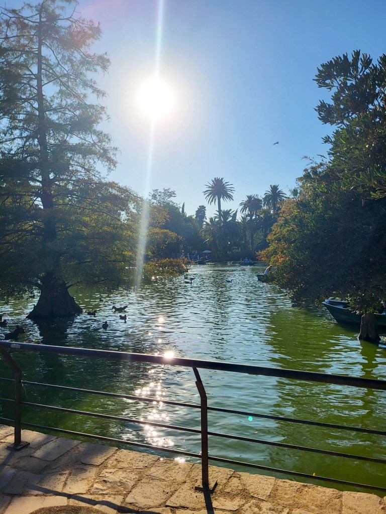 A green water lake that has trees growing out of it. The sun is high in the blue sky and is shining on the water. There are palm trees in the background and a railing around the lake.